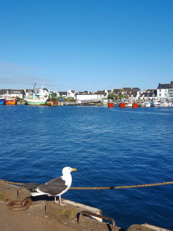 le guivinec. seagulls in the port of guilvinec . finistere. bretagne. france